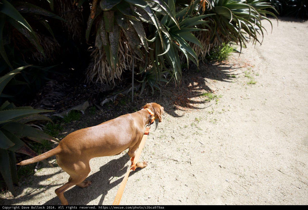 Canine Companion on Monterey Adventure
