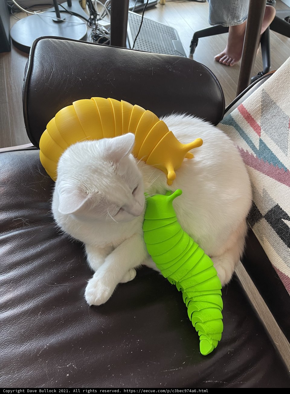 Content Cat on Colorful Furniture