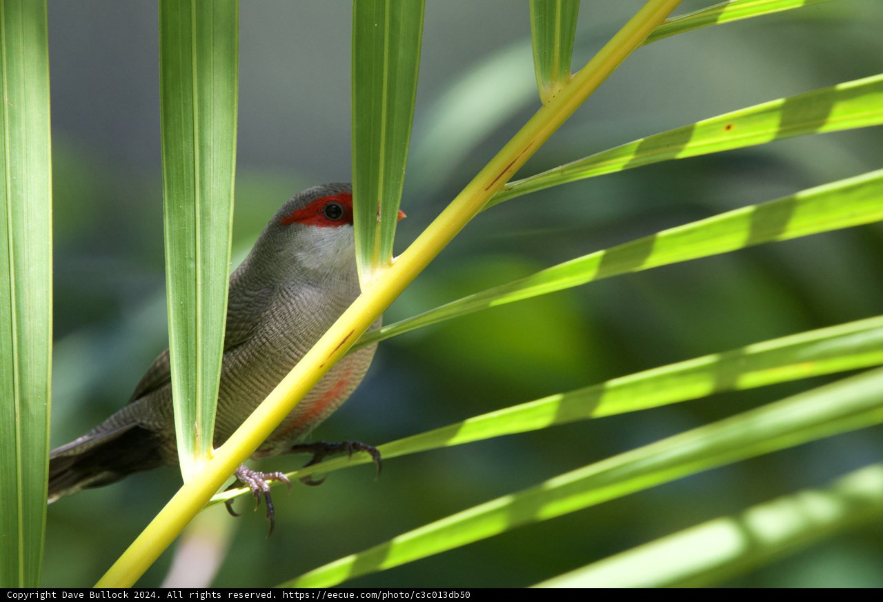 Hidden Gem: The Finch in Foliage