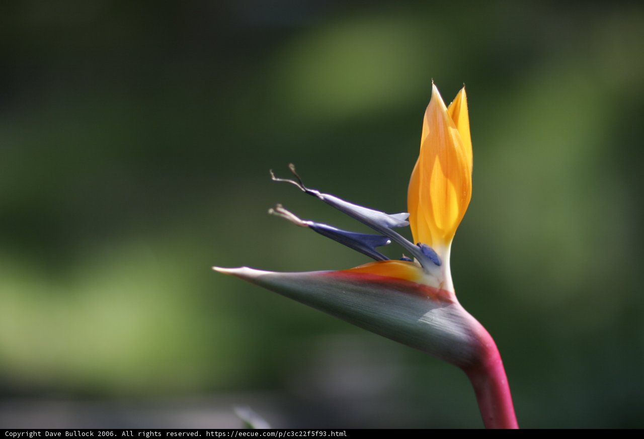 Exotic Beauty