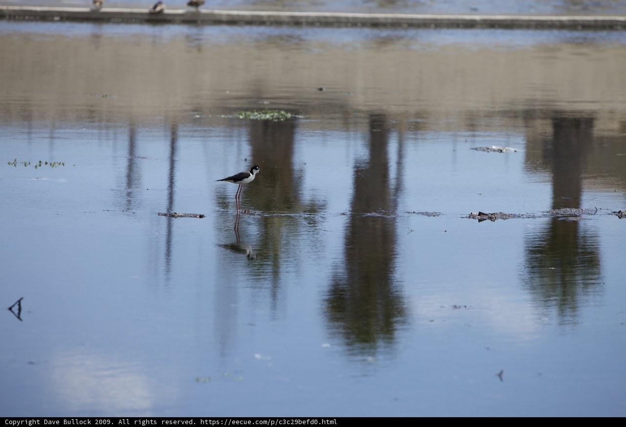 Wetland Wader