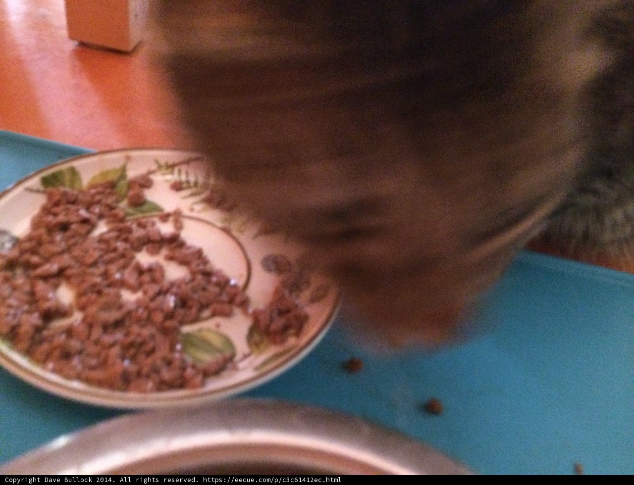 Feline Feasting