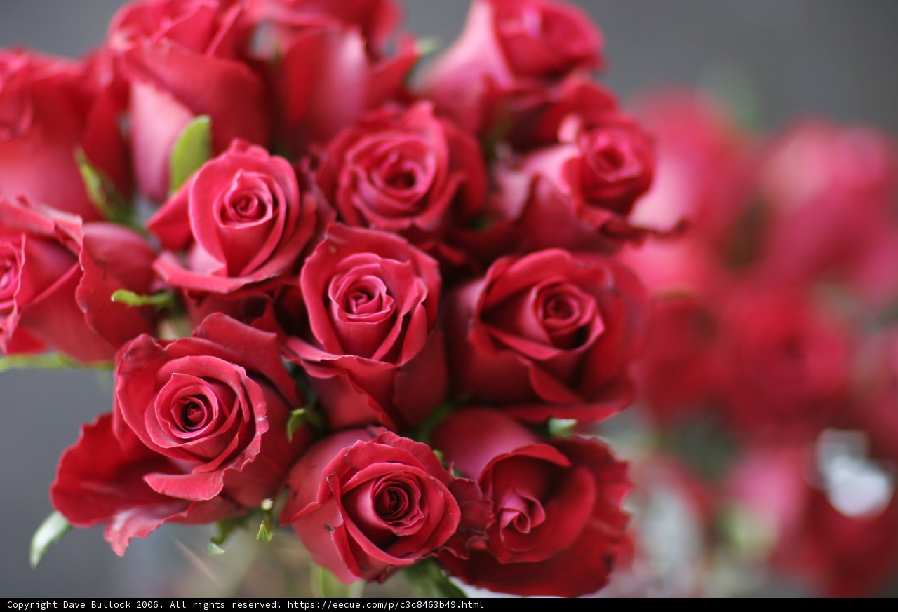Elegance in Bloom