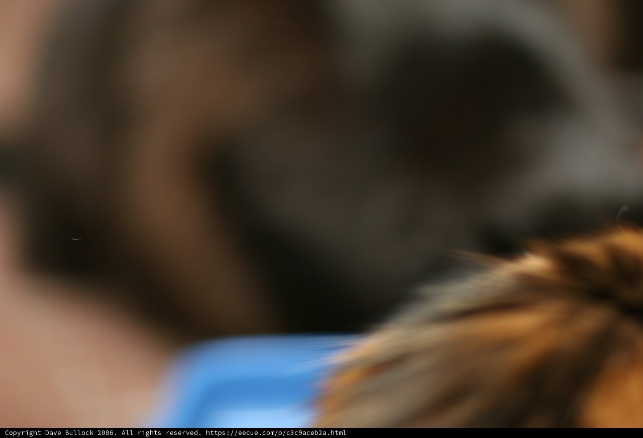 Curiosity Kills the Cat