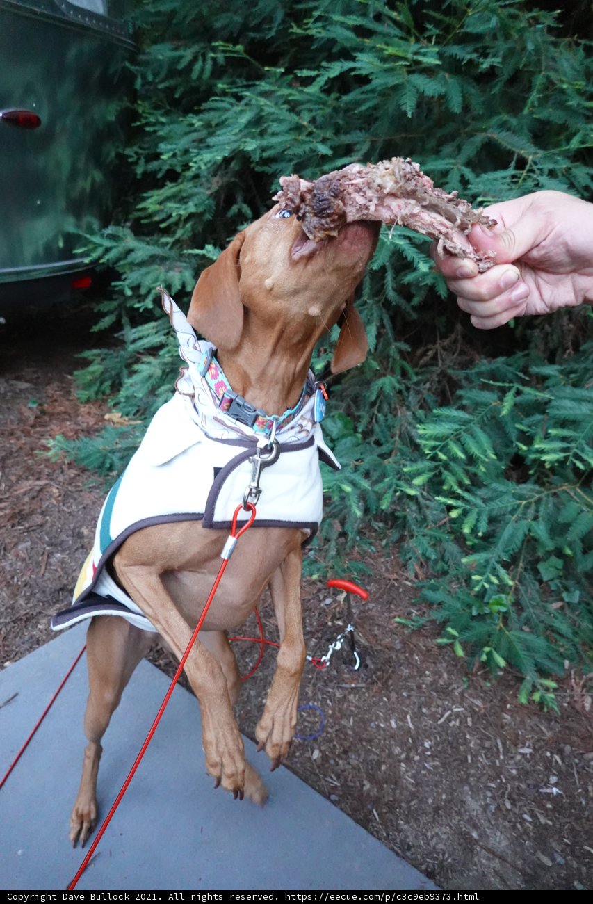Herbal Treat for Canine Friend