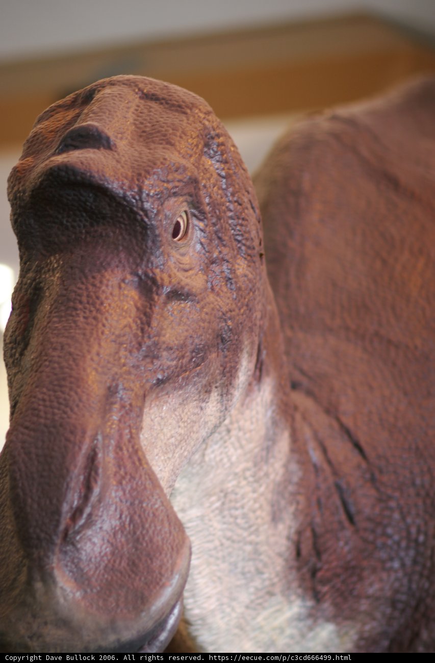 Dinosaur Head Close-Up