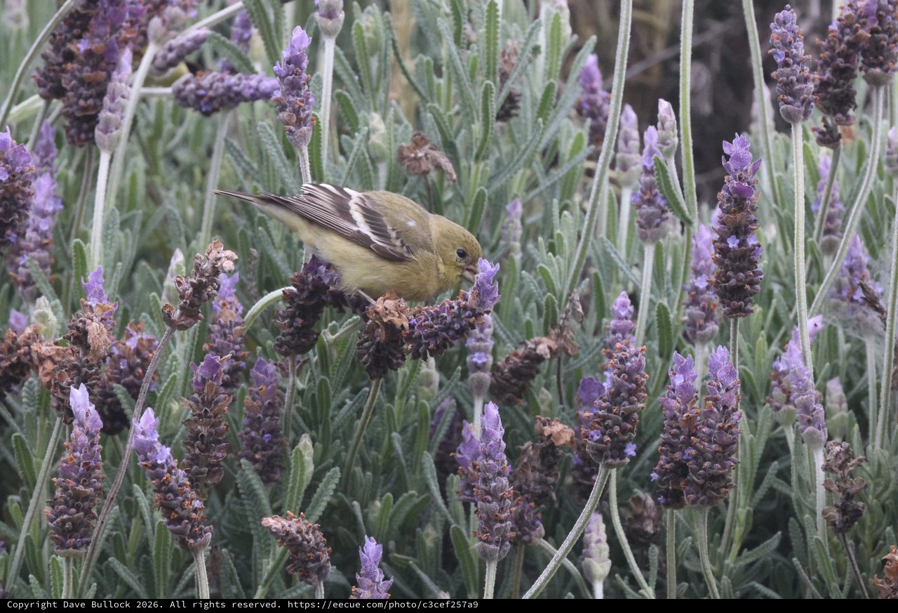 Lesser Goldfinch Feeding on Lavender Blossoms