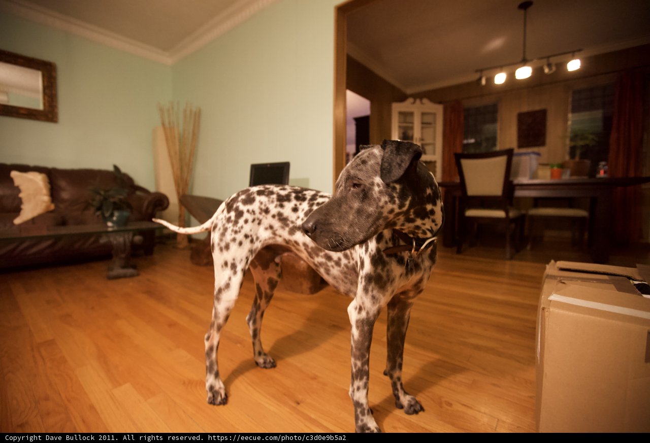 Dalmatian with a Box on Hardwood Flooring