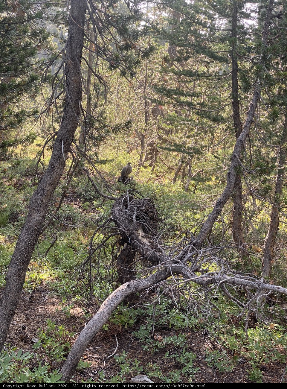 Ursine Watchman