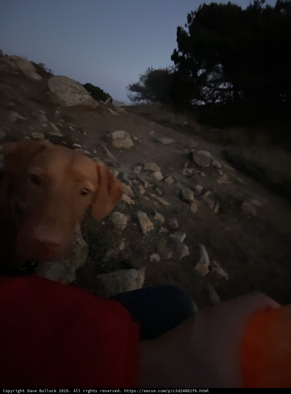 Canine's Portrait in the Wilderness