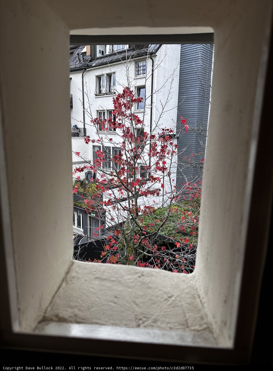 Window View of a Tree in Zürich