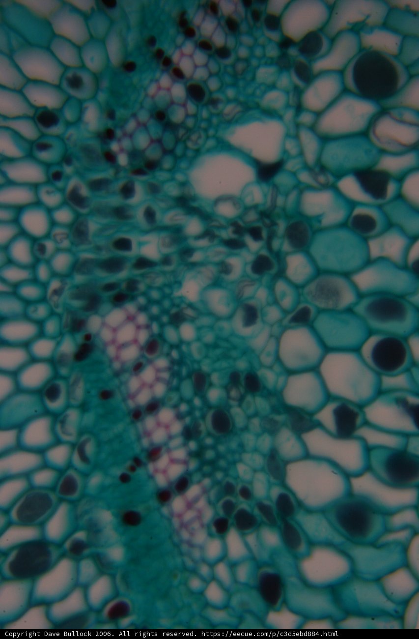 Cellular Patterns in Turquoise