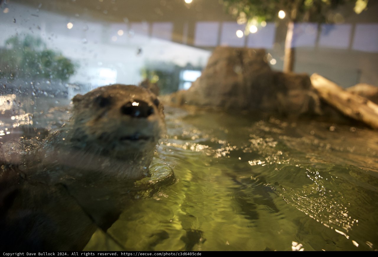 A Playful Dip at San Diego Zoo