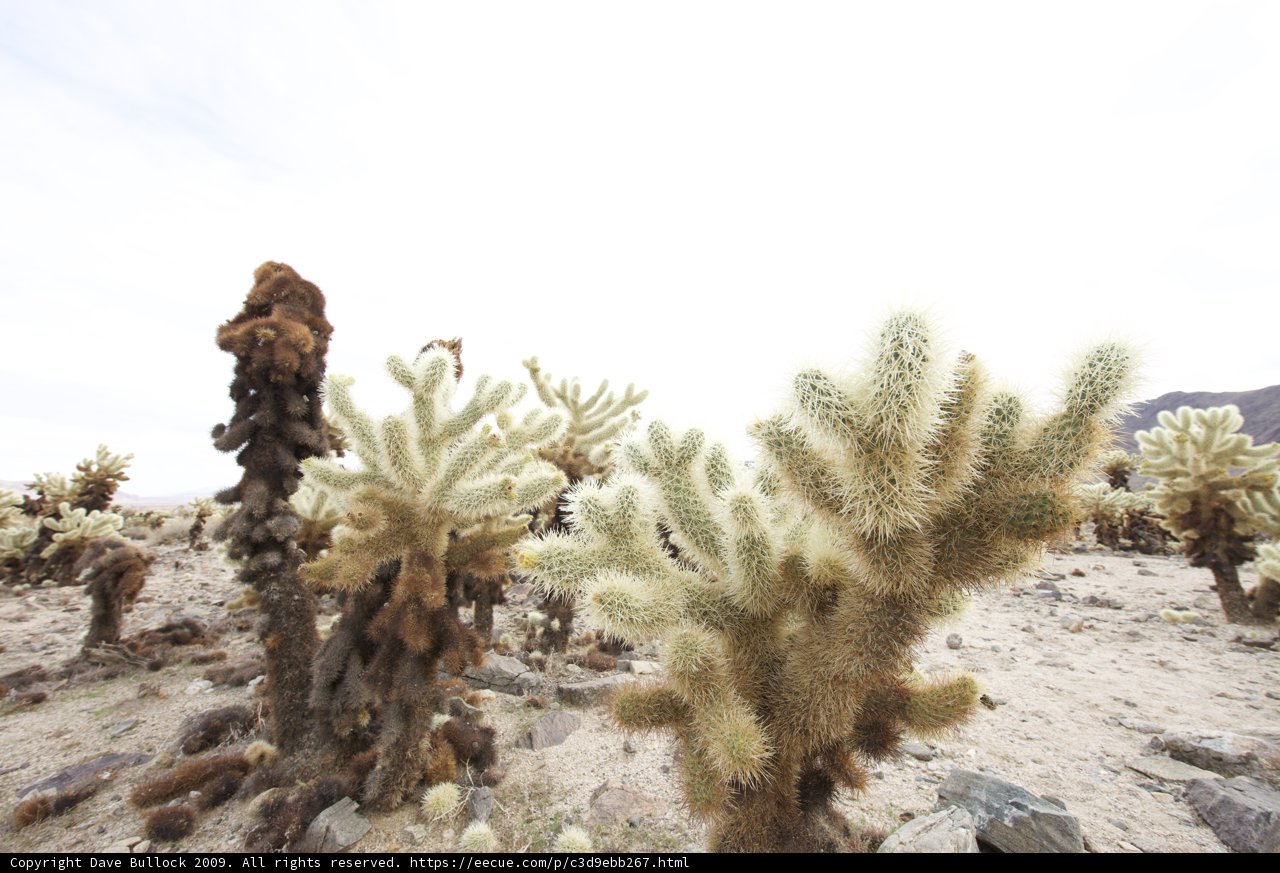 Desert Cacti Oasis