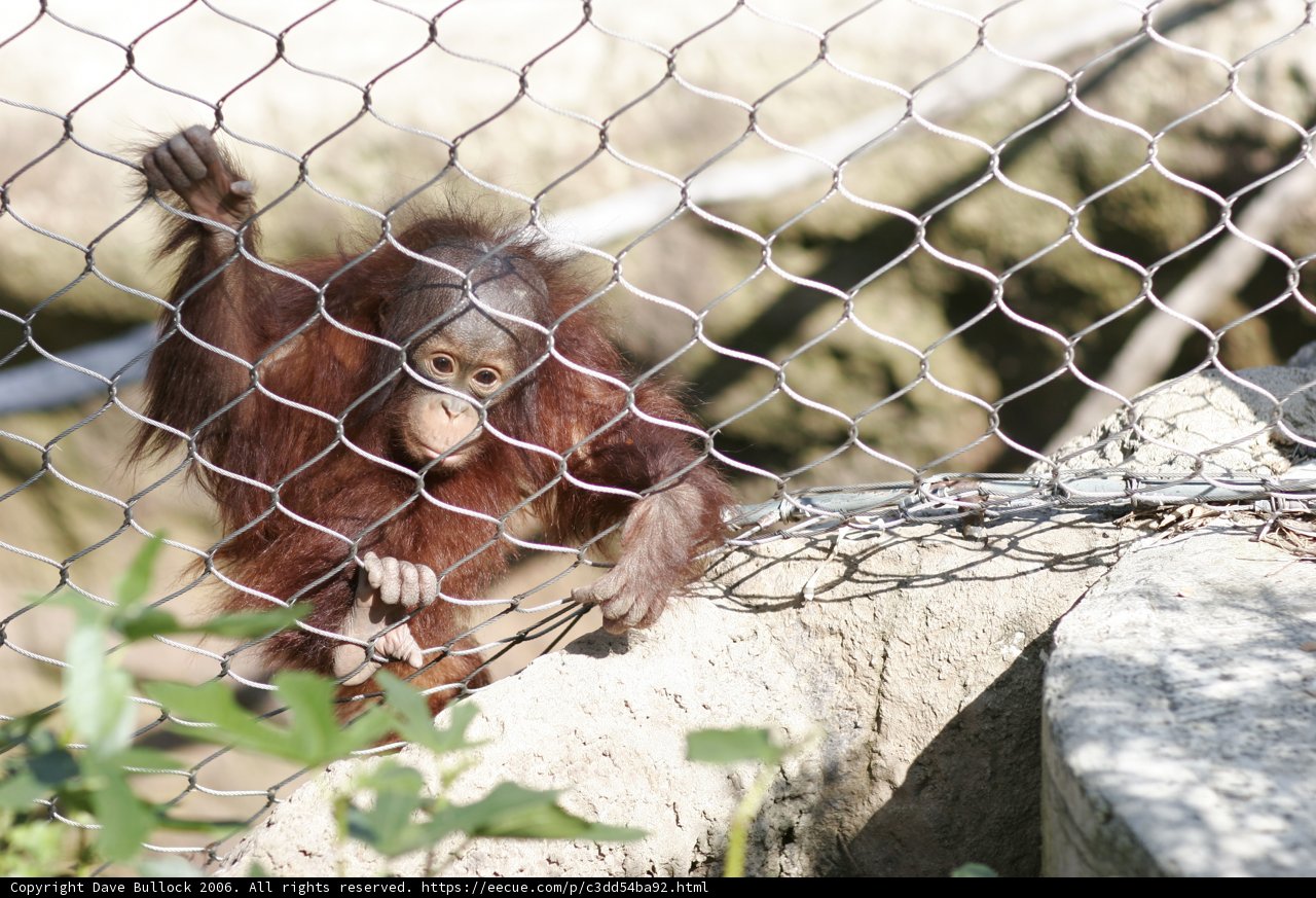 Monkey Behind Bars