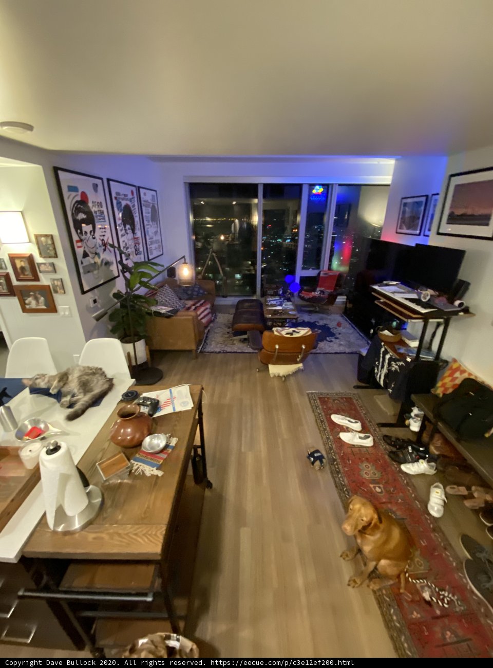 Furry Companion in Cozy Living Room