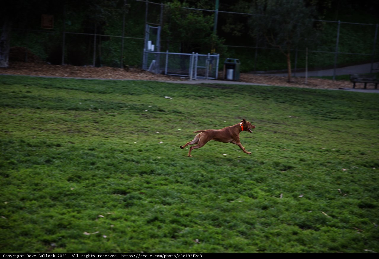 Frisbee Fun in the Field