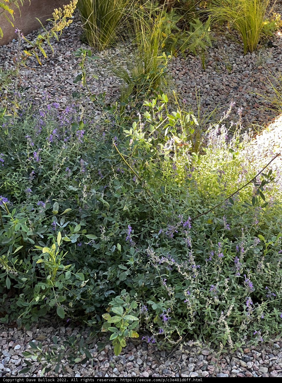 Purple Blooms in the Santa Fe Trail