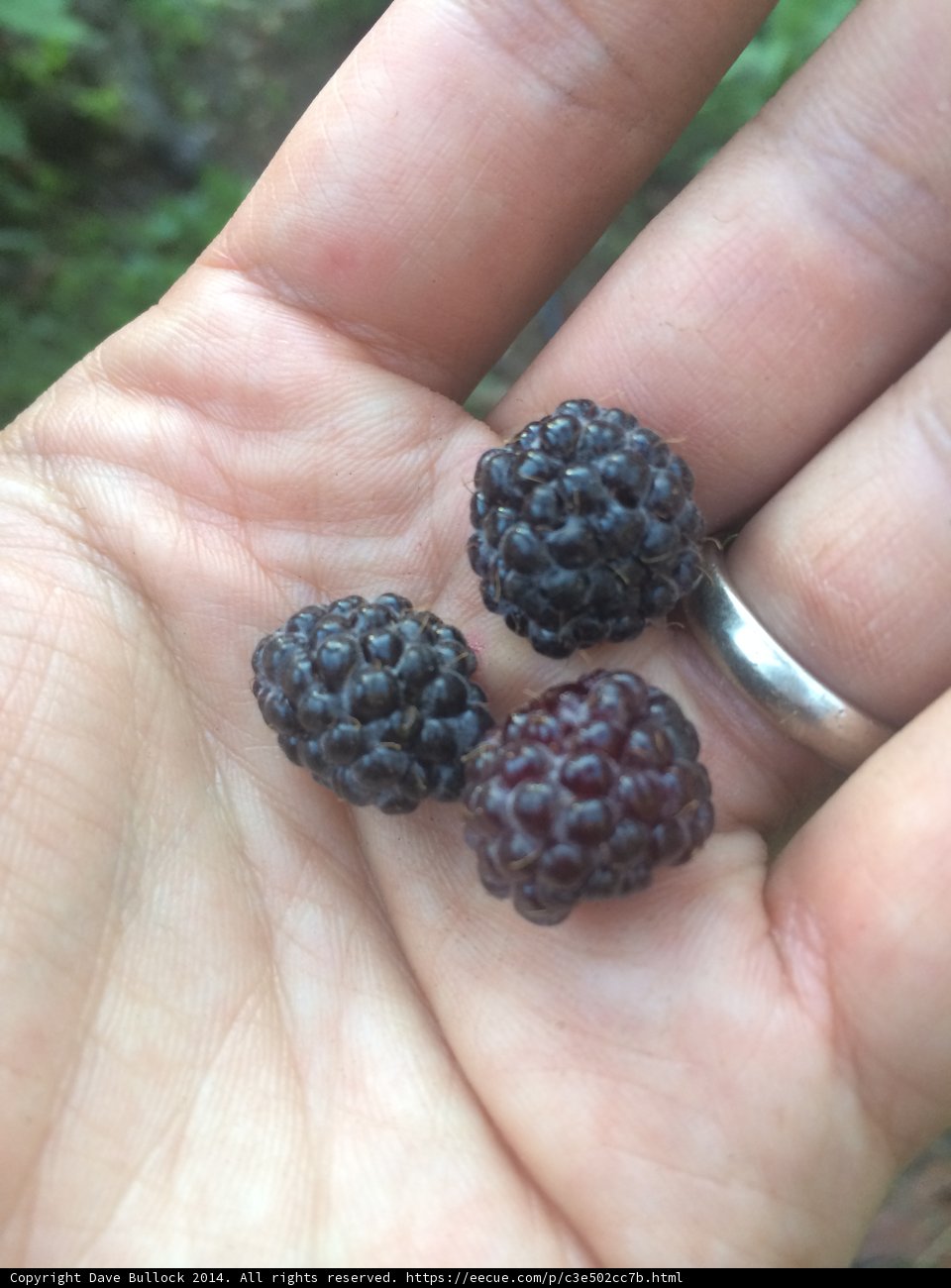 Handful of Delicious Blackberries