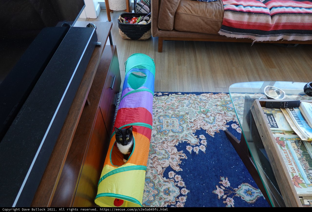 Colorful Paper Roll with A Feline Friend