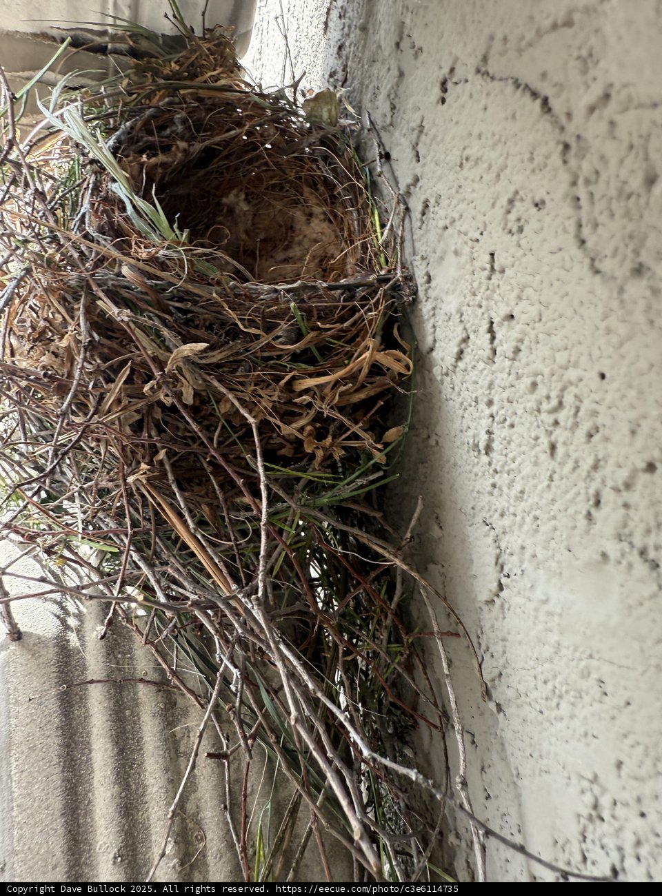 Nature's Cradle by the Wall