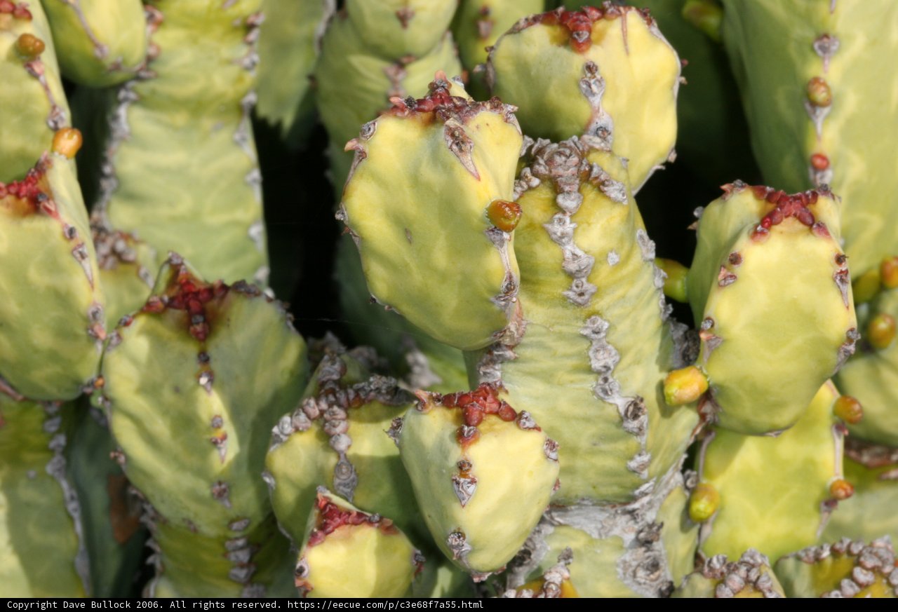 Prickly Delight