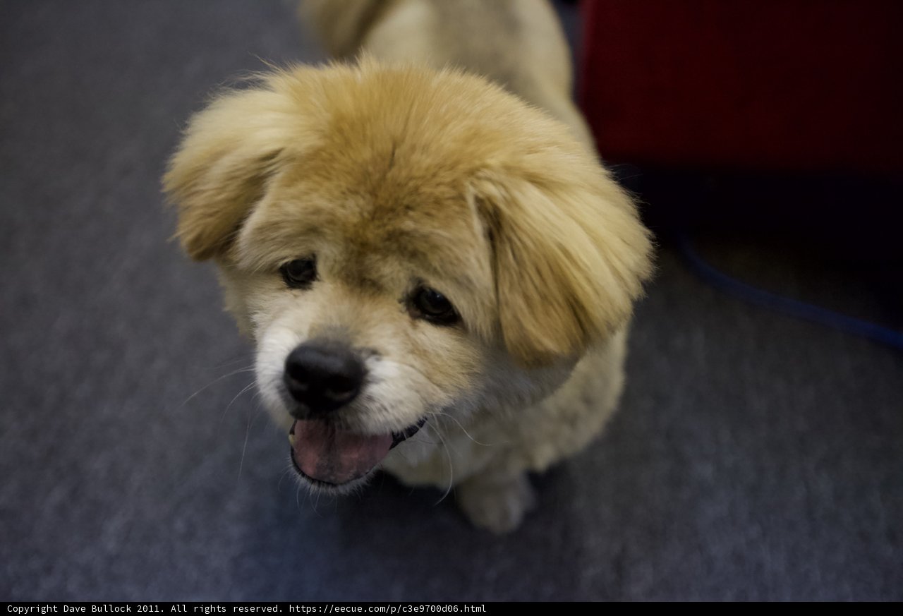 Fluffy Pomeranian Pup