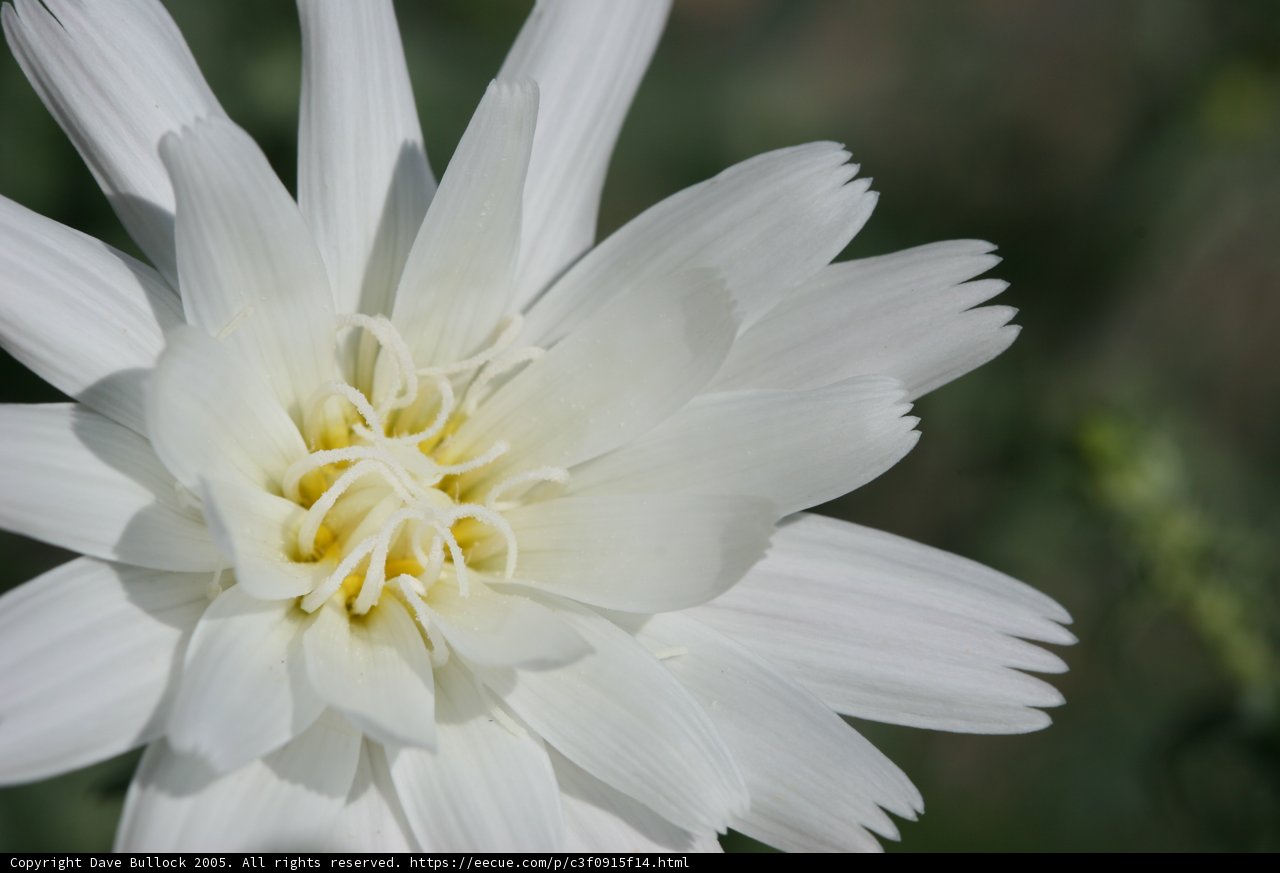 Pure and Simple: A White Daisy Flower