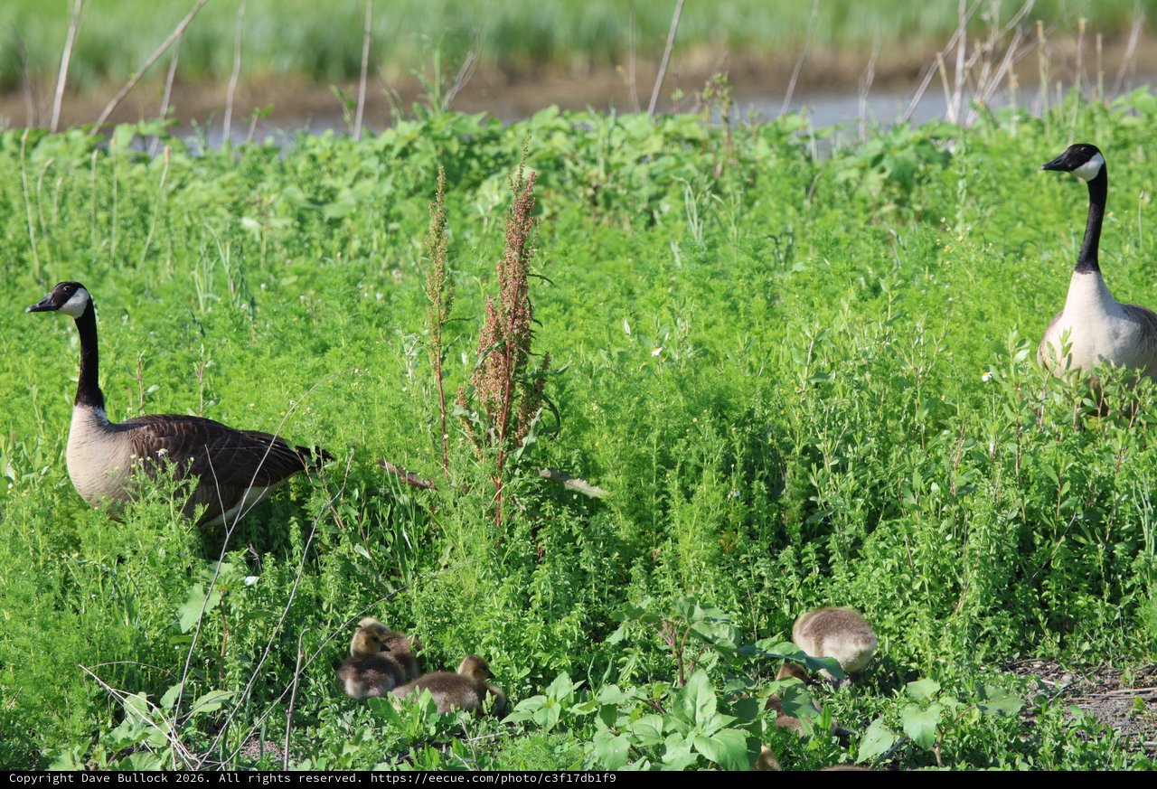 Canada Goose Family in Wetland Grasslands