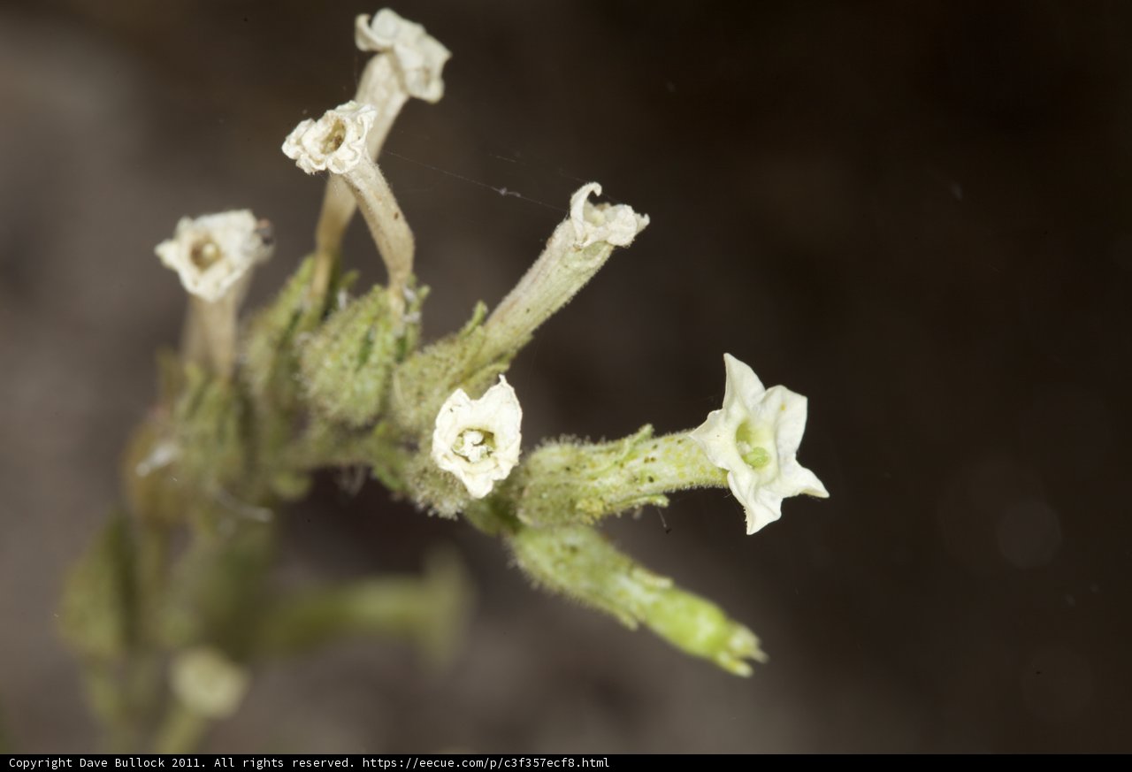 White Acanthaceae Flower