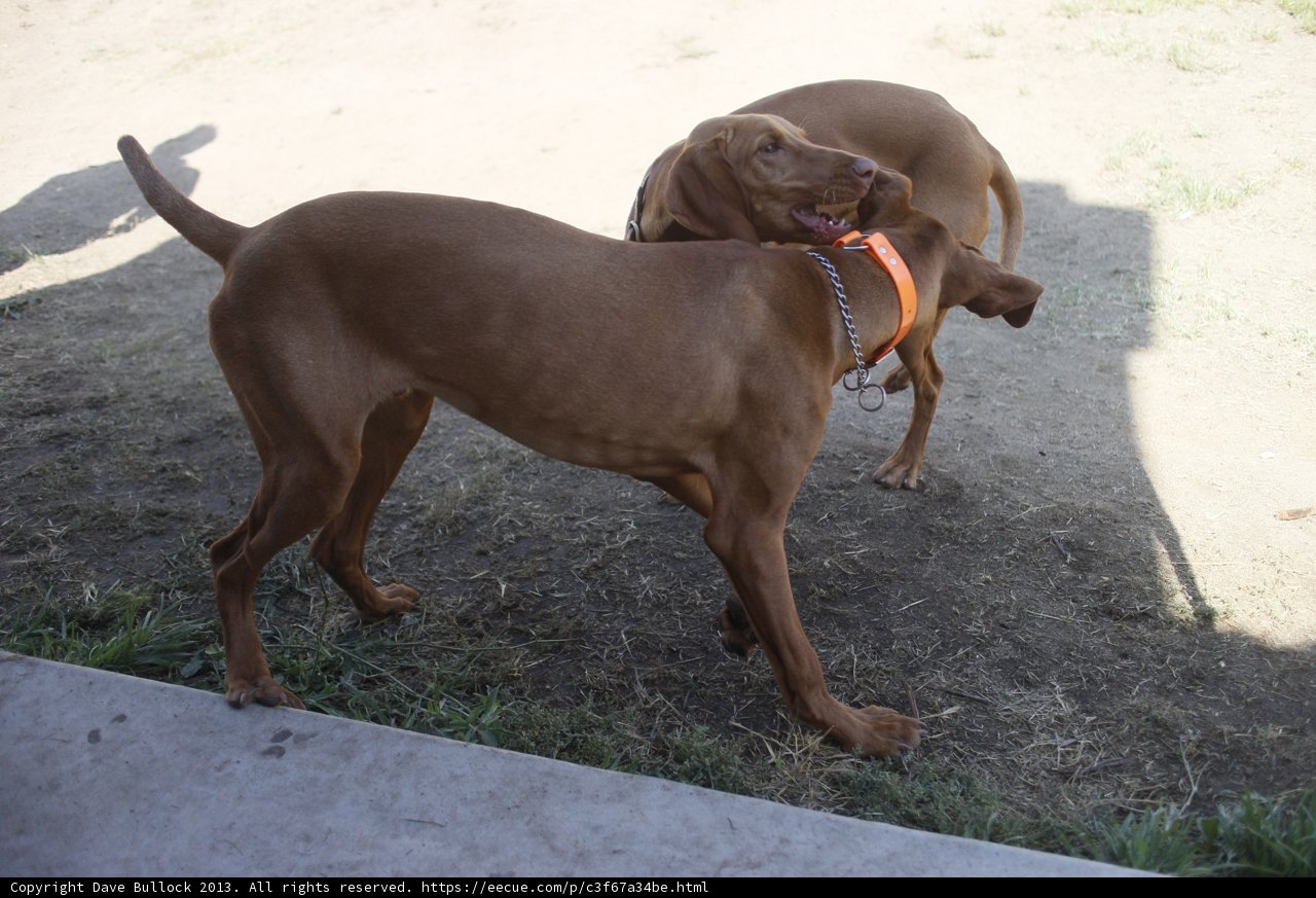 Canine Playtime