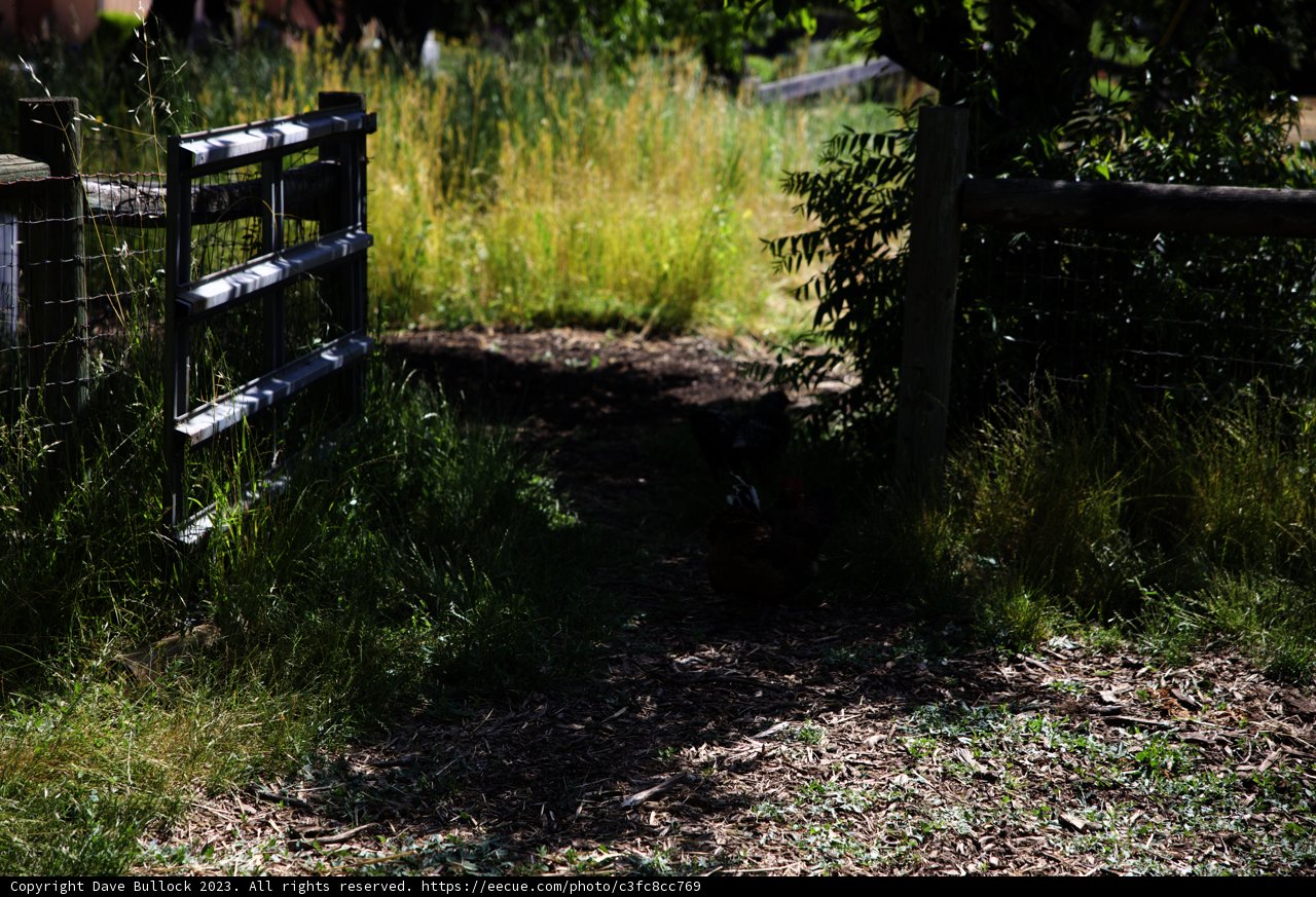 Roaming Free in the Regenerative Garden