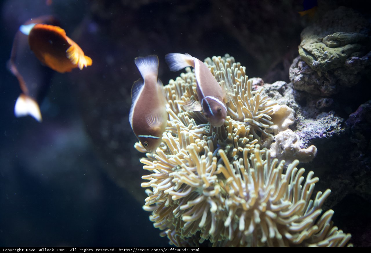 Two Clown Fish in a Coral Reef Aquarium