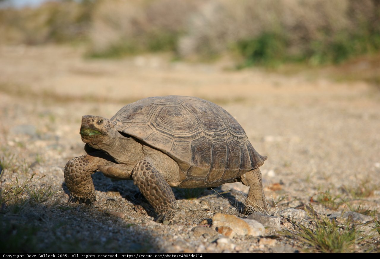 Slow and Steady Wins the Race