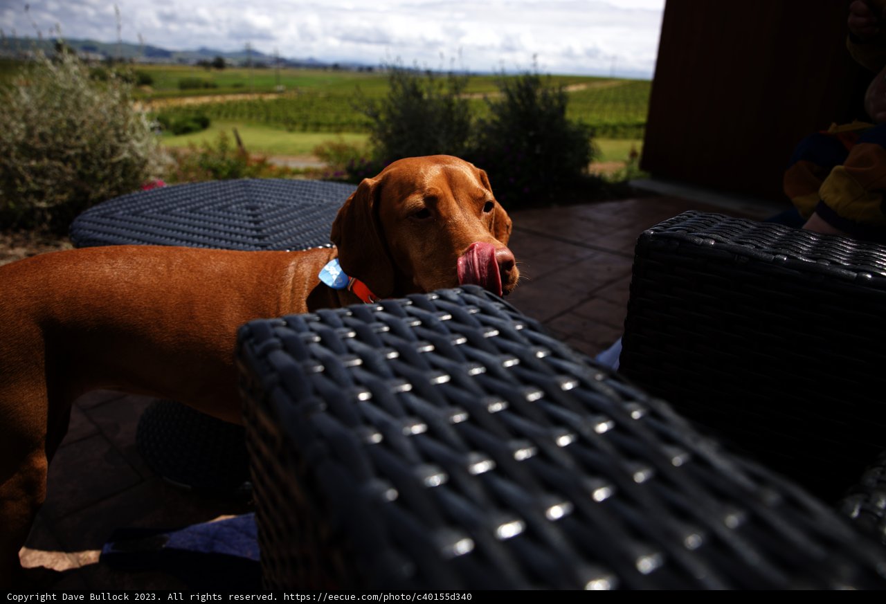 Playful Pooch at Bouchaine Vineyards