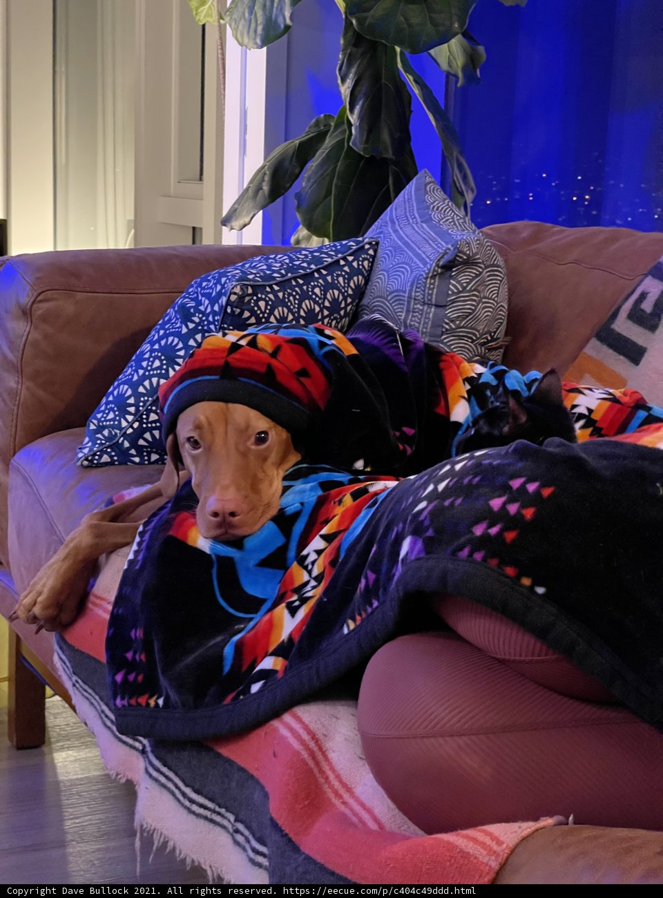Cozy Canine on Couch