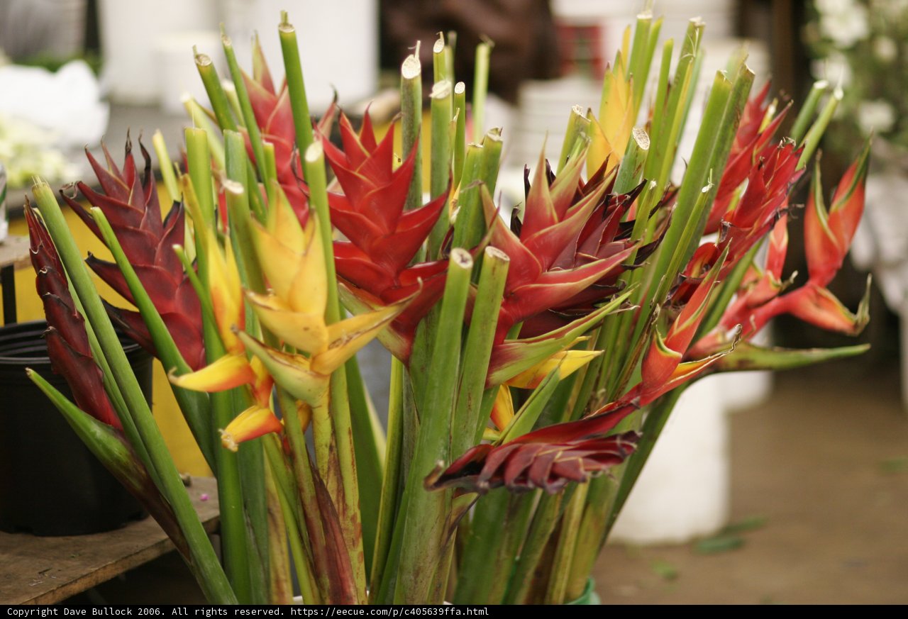 Blooming Beauty