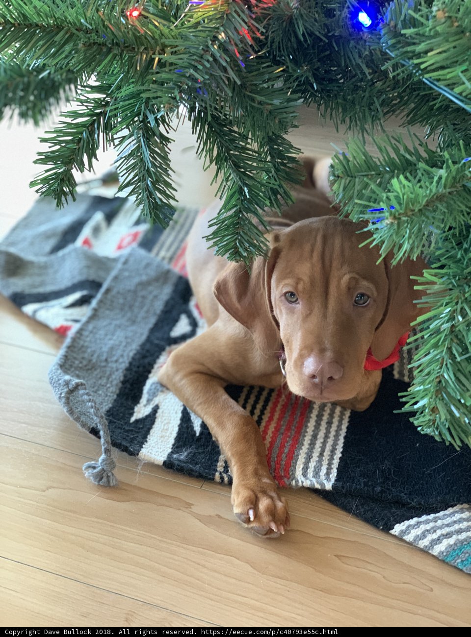 Holiday Puppy Love