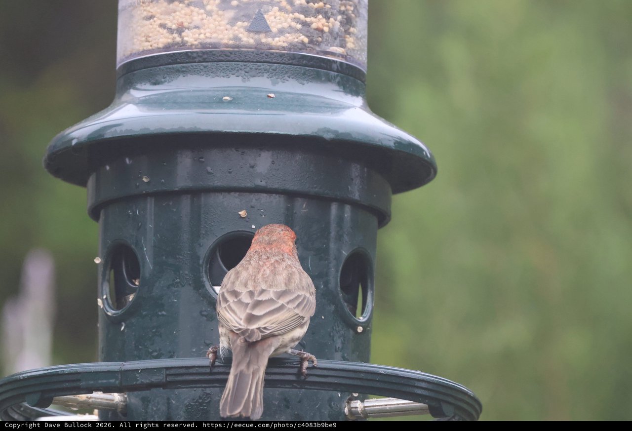 House Finch at Backyard Bird Feeder
