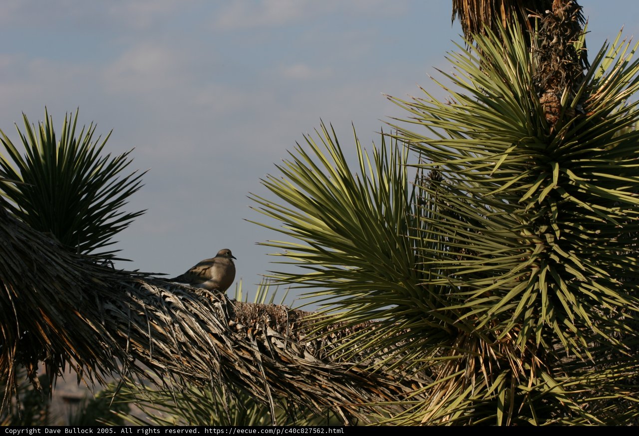 Perched upon an Agave Tree