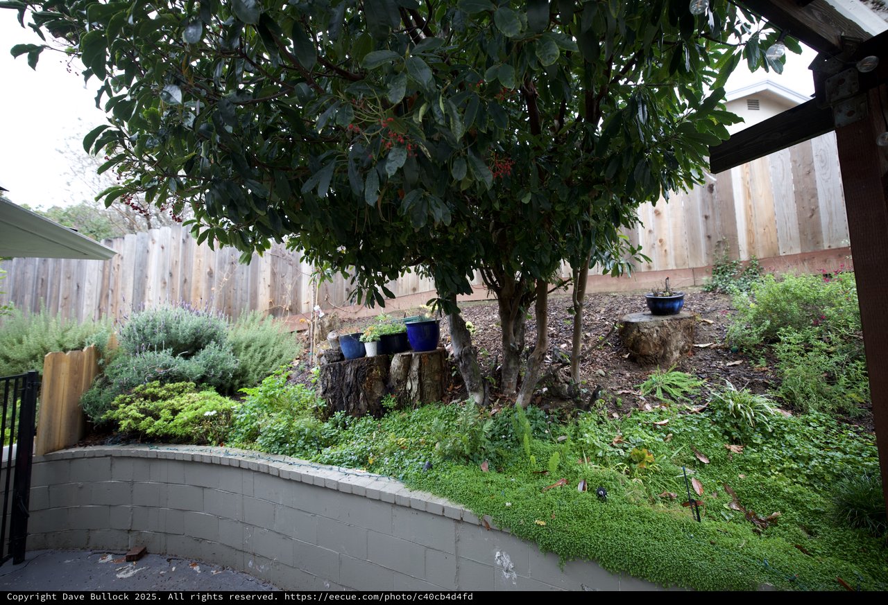 Terraced Garden with Tree Stumps and Blue Pottery