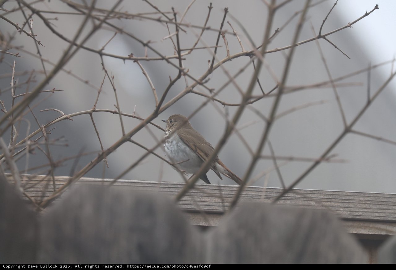 Hermit Thrush Perched Among Winter Branches