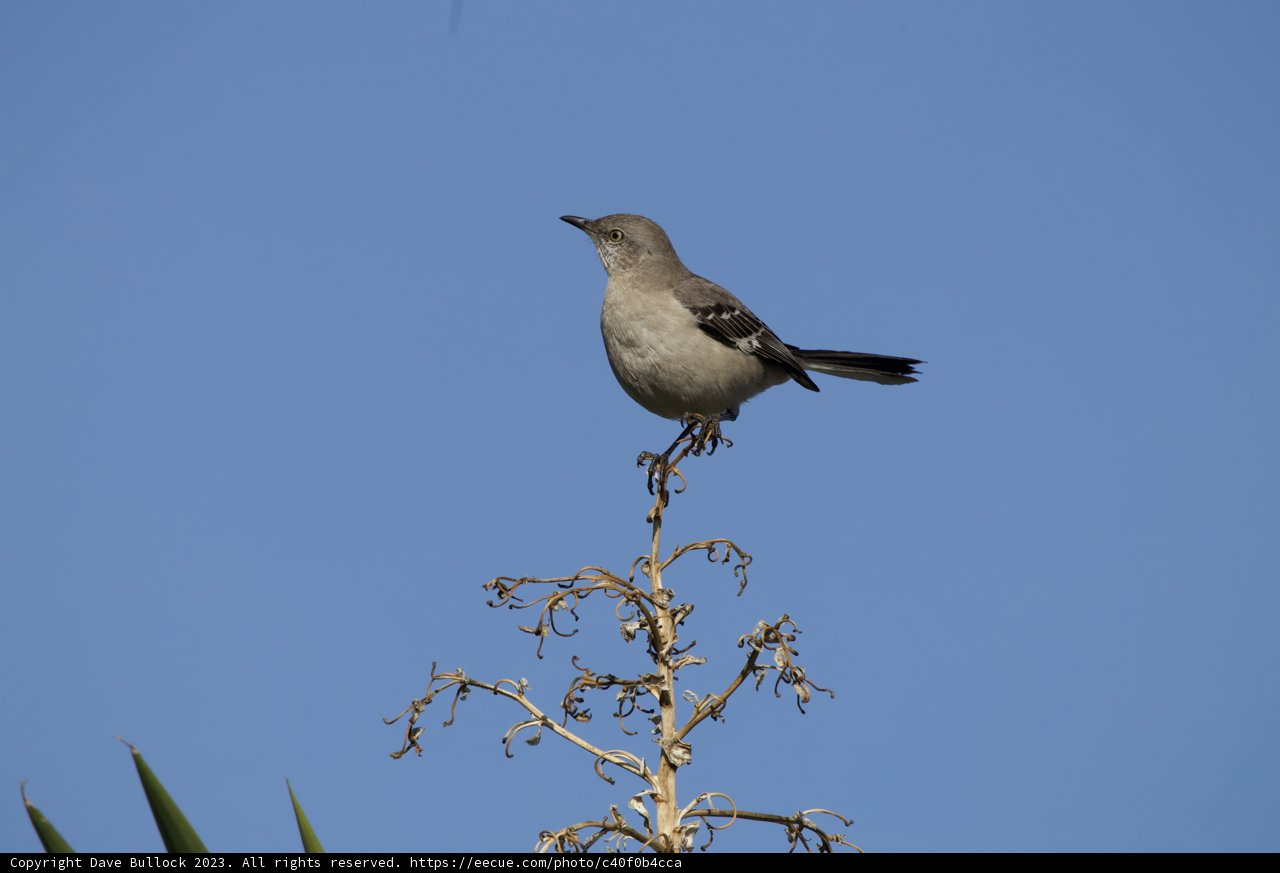 Feathered Encounter in El Sereno - 2023