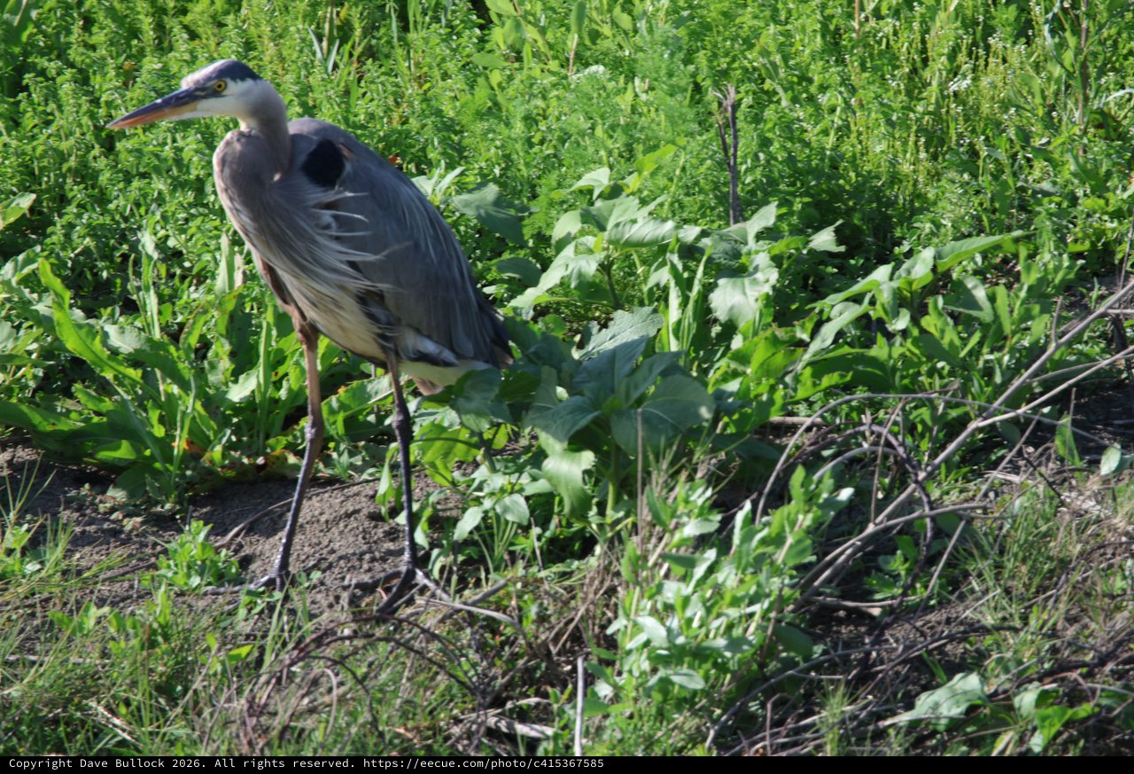 Great Blue Heron Wading in Wetland Vegetation
