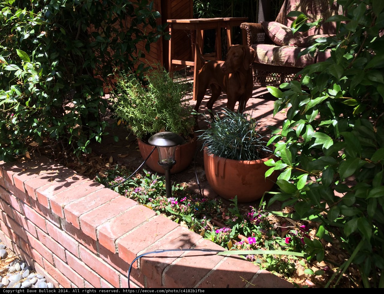 Garden Oasis