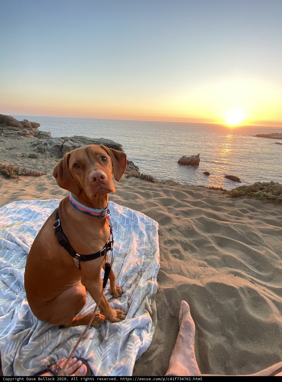 Golden Hour Companion