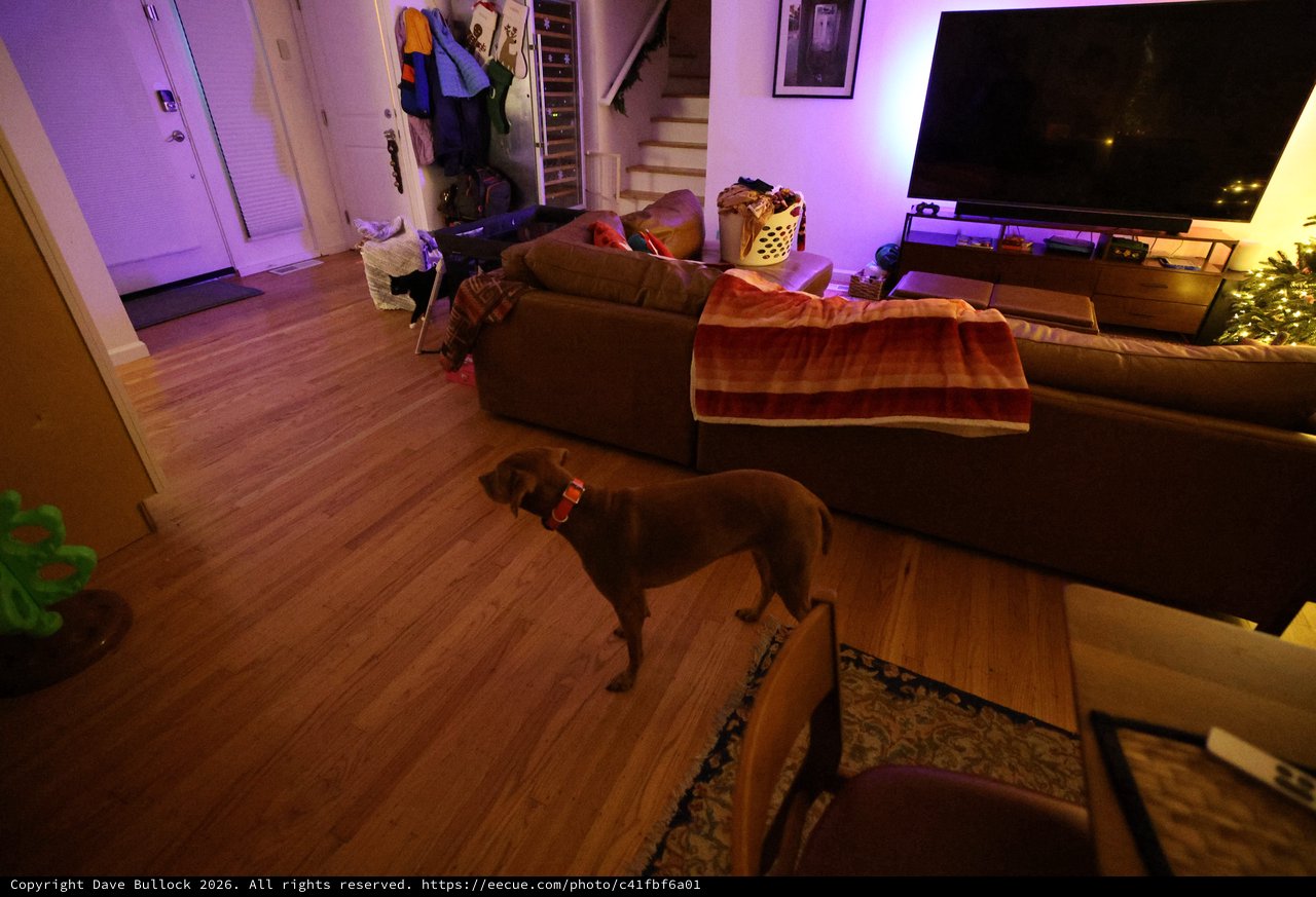 Dog Watching Late Night TV in Purple-Lit Living Room