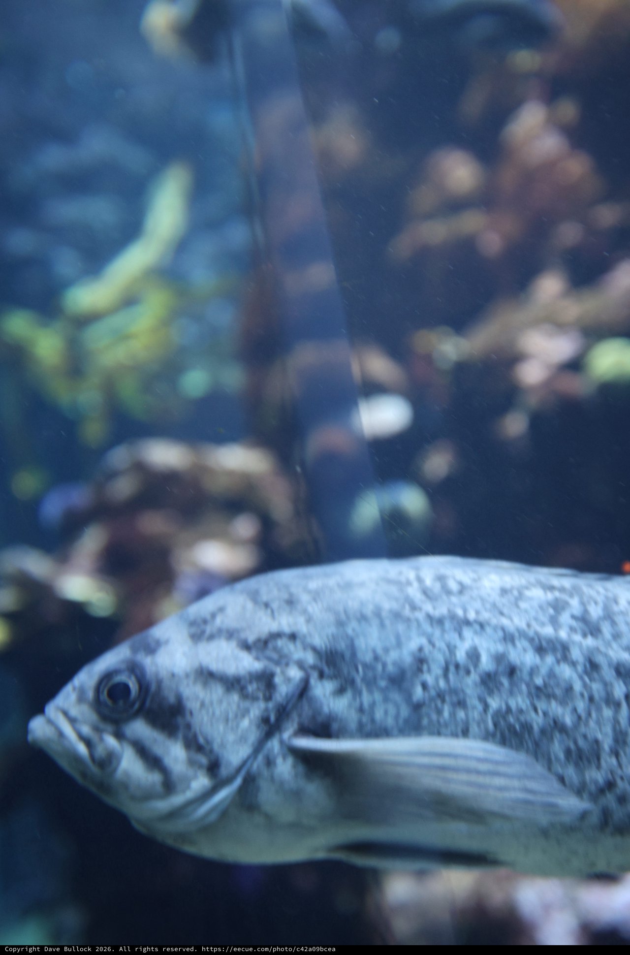 Silver Fish in Aquarium with Coral Background