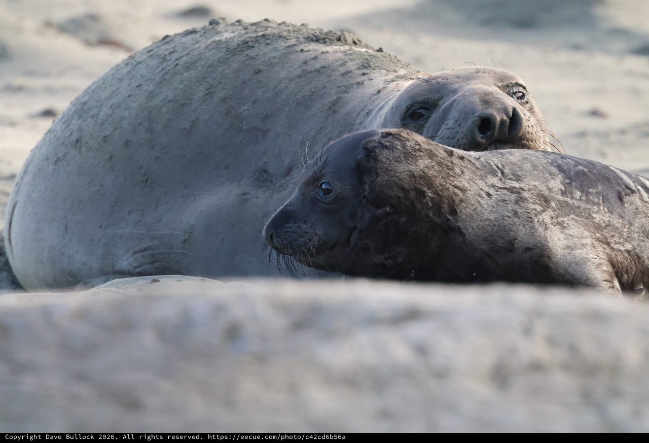 Elephant Seal Mother and Pup Resting on Beach