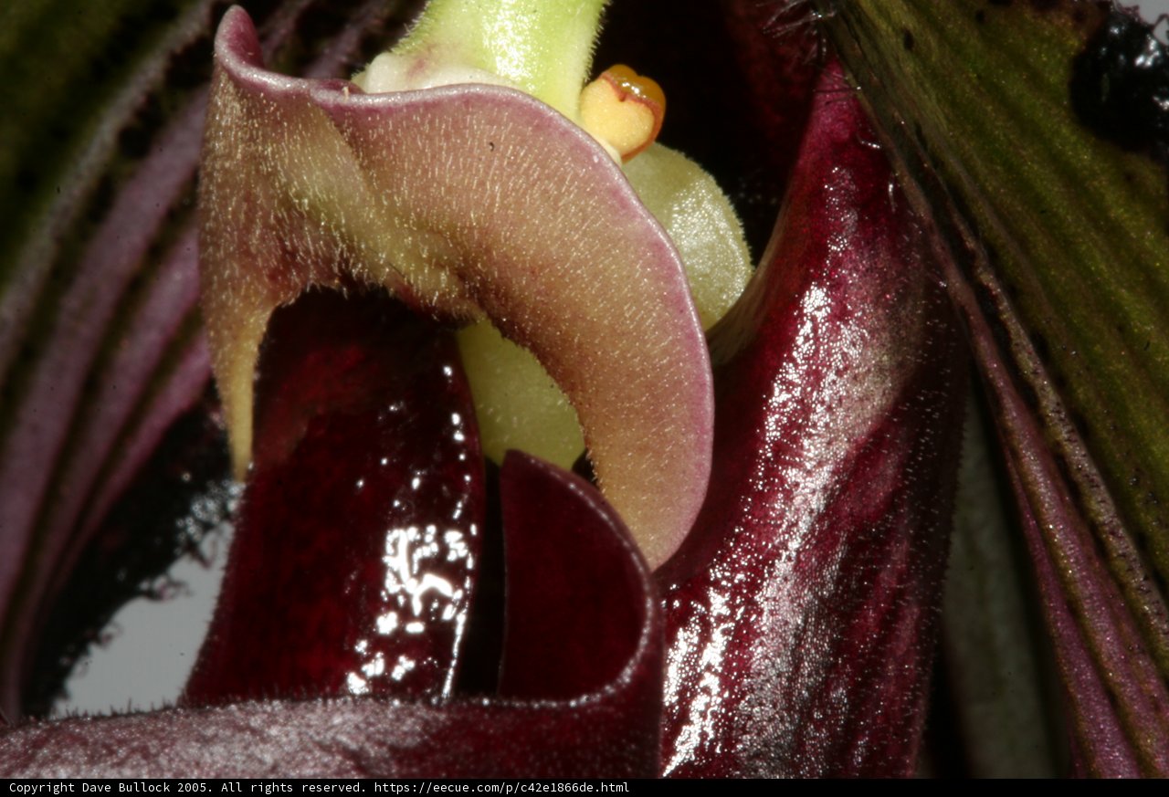 Purple Orchid Close Up